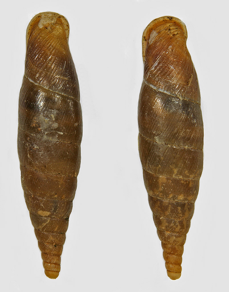 Clausilide: Cochlodina cfr.incisa